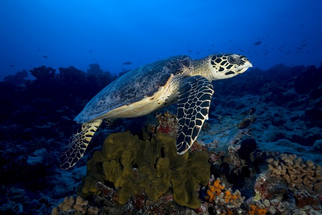 scuba diving rangiroa atoll