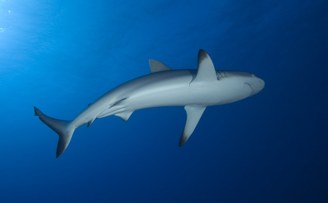 sharks of rangiroa