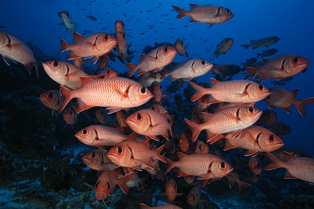 underwater photo diving rangiroa