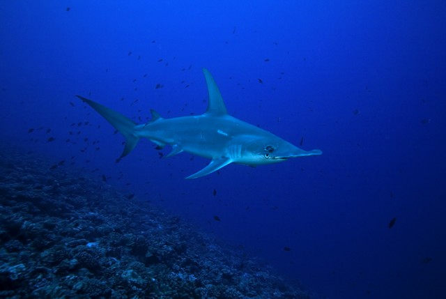 diving with hammerhead shark rangiroa