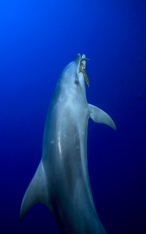 dolphin picture