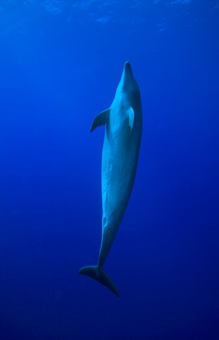 tiputa pass dolphins