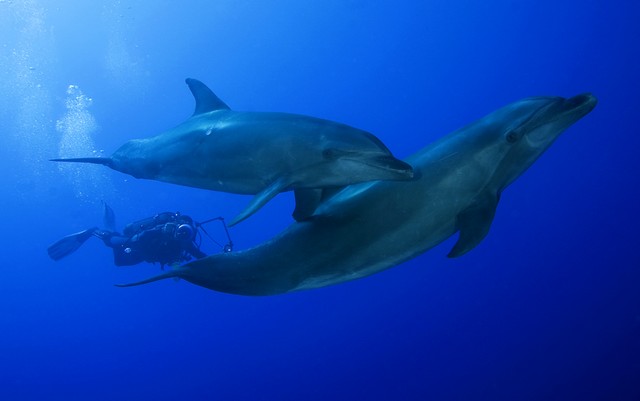 scuba diving tiputa pass