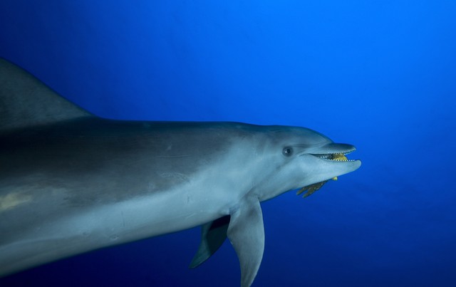 large dolphin at the tiputa pass at rangiroa