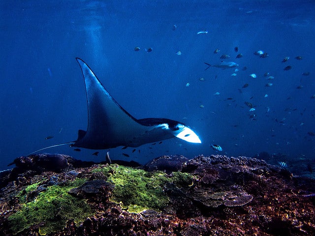 diving bali