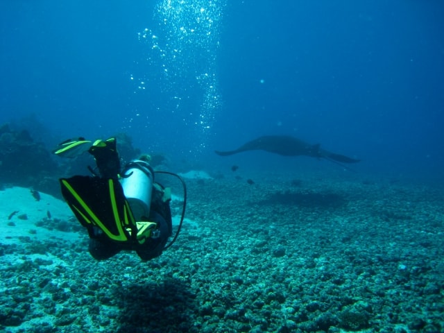 diving with manta rays