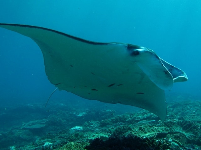 are manta rays dangerous