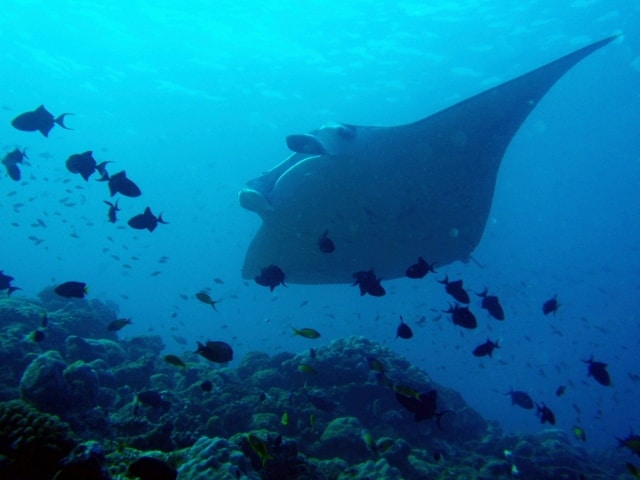 manta ray picture