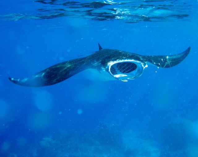 pacific manta ray