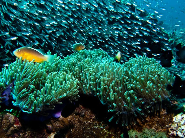 scuba diving in koh phi phi