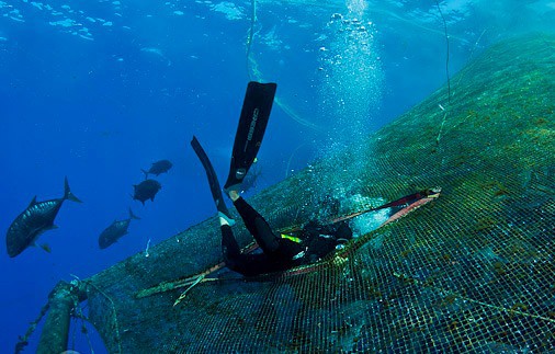 fish farm diver job