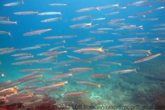 diving-boracay-laguna-marion-masse