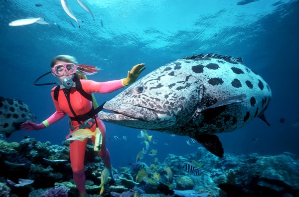 Experience diving up close Giant Potato Cods such as this one in the Code Hole, one of the Great Barrier Reef’s famous dive site.