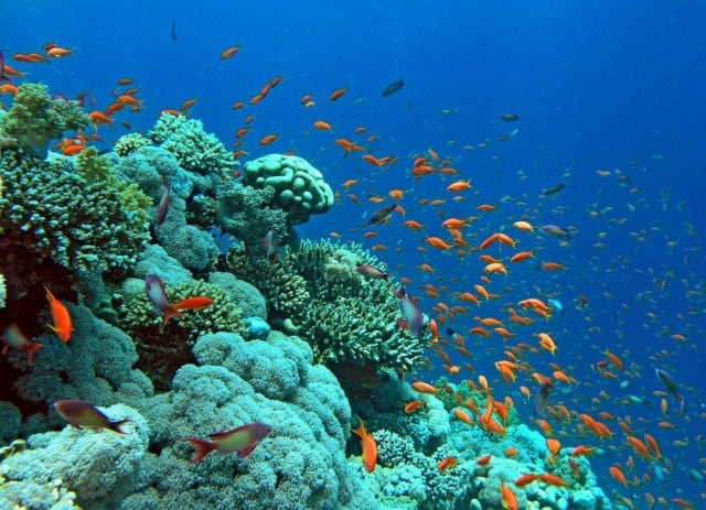 The striking array of marine creatures and corals found in the Red Sea is such a feast of beauty!