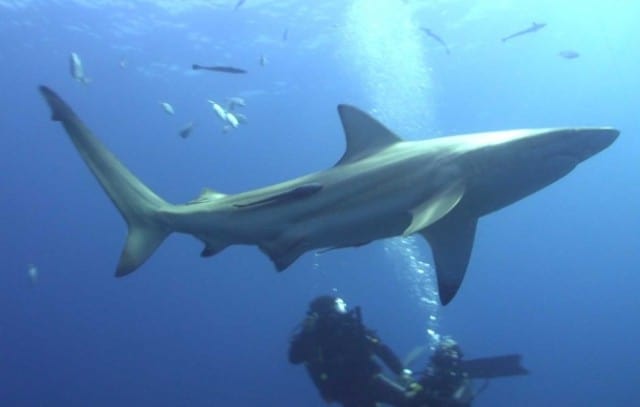 blactip-shark-aliwal-shoal-diving