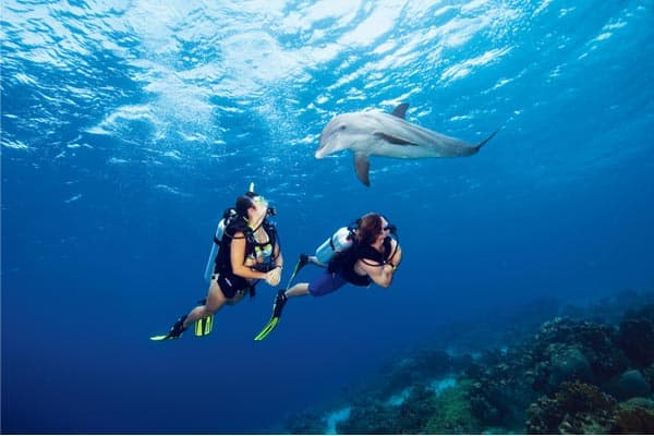 scuba-diving-dolphin