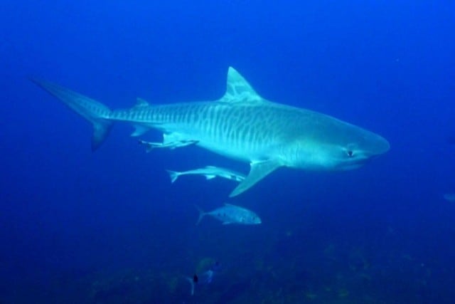 tiger-shark-aliwal-shoal-scuba-diving