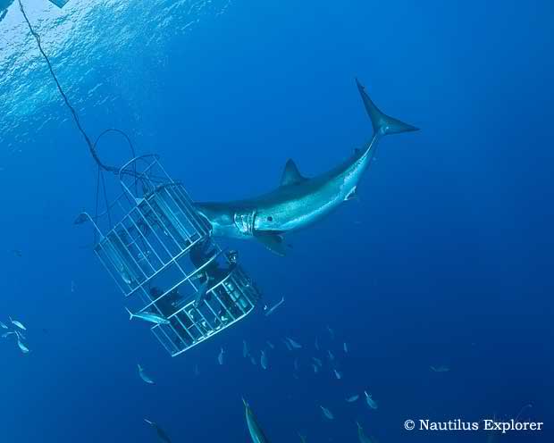 Guadalupe_Shark_Diving_3