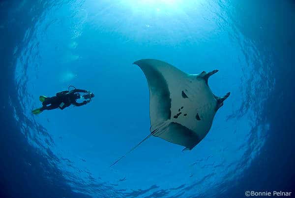 diving_socorro_island