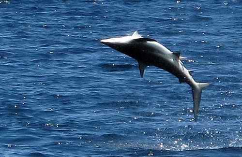 The Spinner Shark is named such because of its ability and habit to leap out of the water surface when feeding.