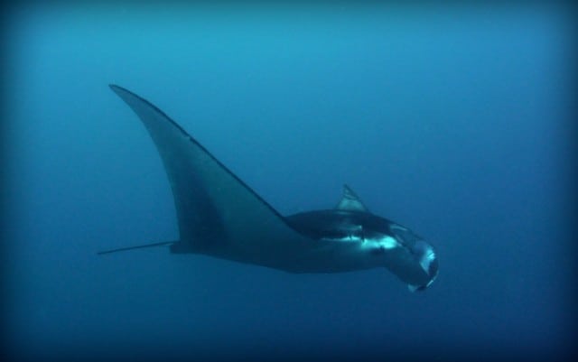 manta