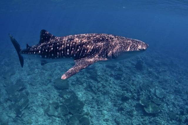 whale-shark