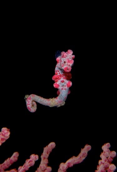 Alexander Mustard_Guylian Seahorses