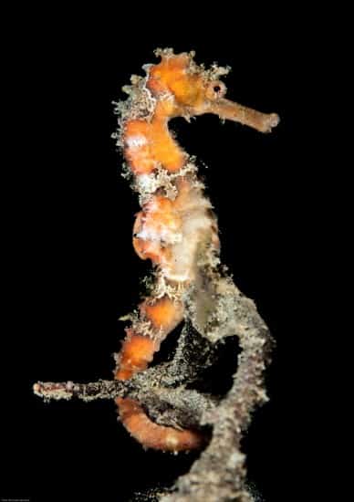 Nicholas Samaras_ GuyLian Seahorses