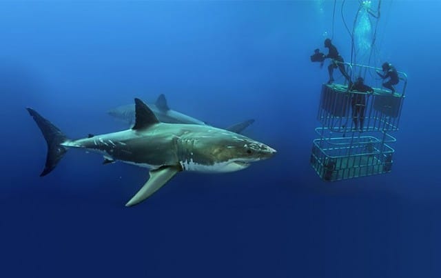 nautilus-explorer-shark-diving-guadalupe-island