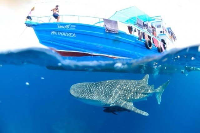 MV Thai Sea budget liveaboard similan islands