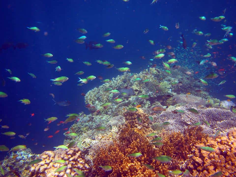 Ocean Dreams Pemuteran — Dive Center Reviews – Bali, Indonesia, Bali, Gilimanuk, Indonesia