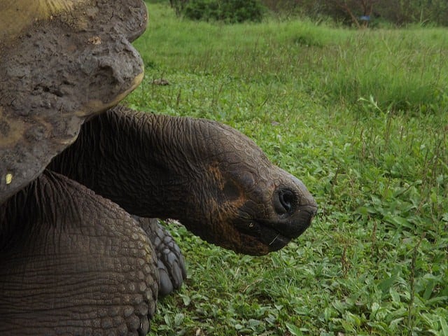 galapagos Land Tortoise by pantxorama