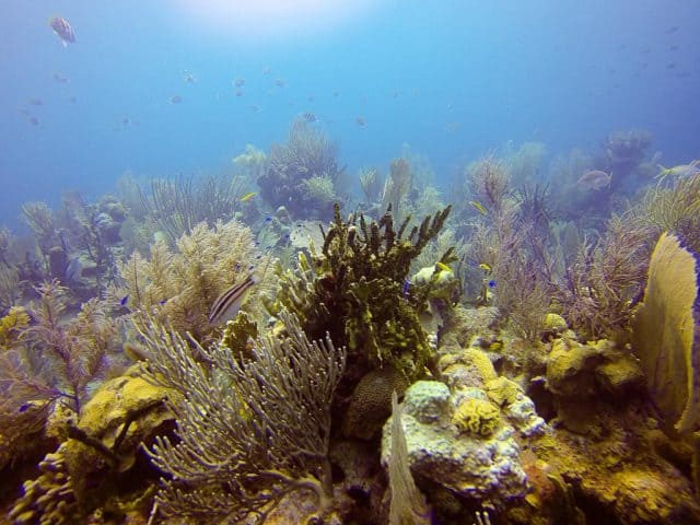 Dive Belize 56