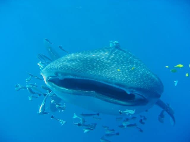 <a href='https://divezone.net/whale-shark' srcset=