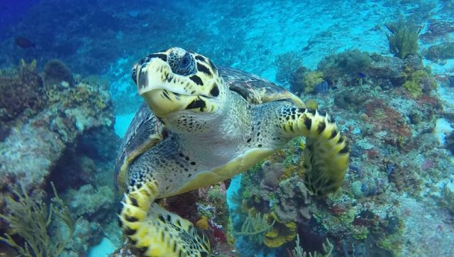 budget diving in cozumel mexico