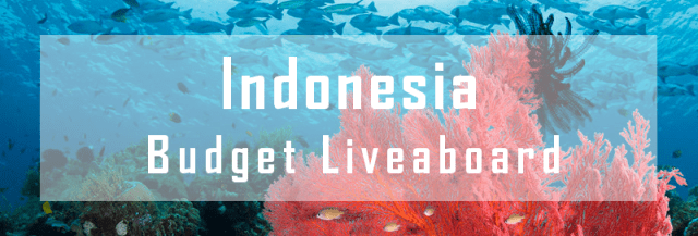Budget Liveaboard Indonesia – Divezone