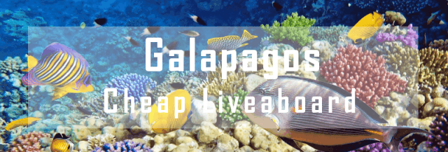 cheap liveaboard galapagos diving cruise 