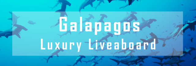 luxury liveaboard galapagos 