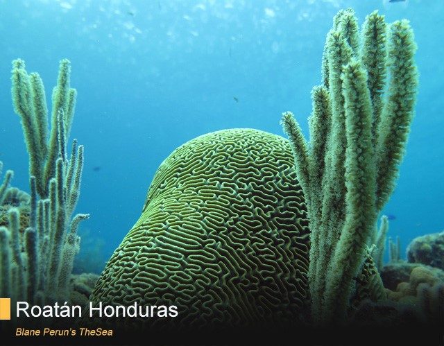 coral on scuba diving trip to roatan