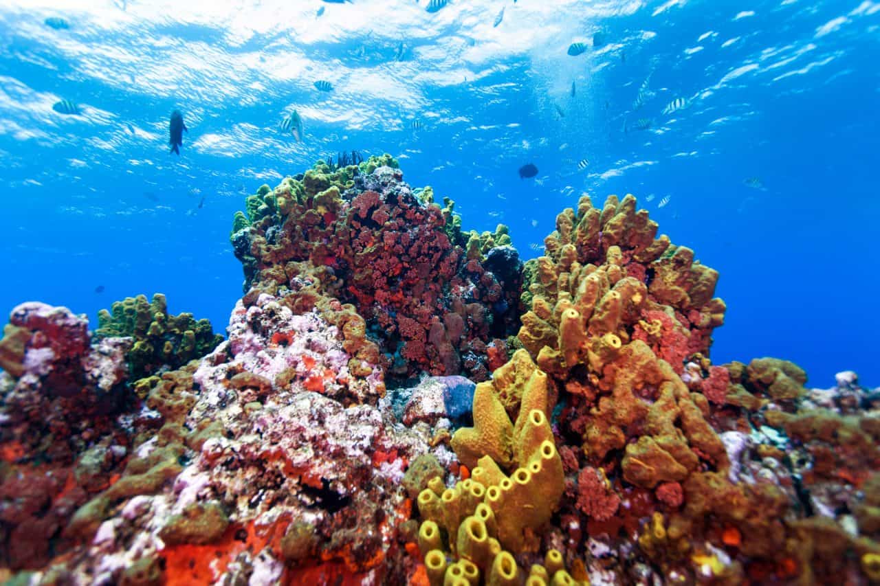 Best Diving sites in Saba – Caribbean Scuba dive reviews by Divezone