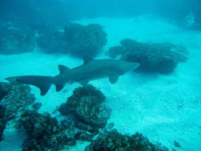 best summer diving destination south africa rigged tooth shark
