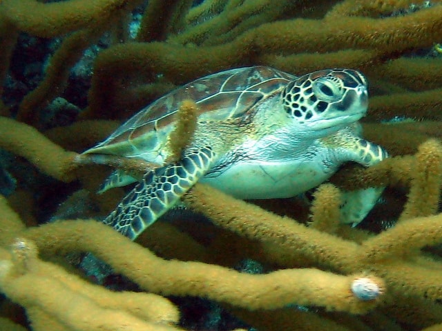 bonaire scuba diving marine life schildpadden