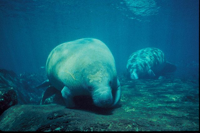 dive with the florida manatee