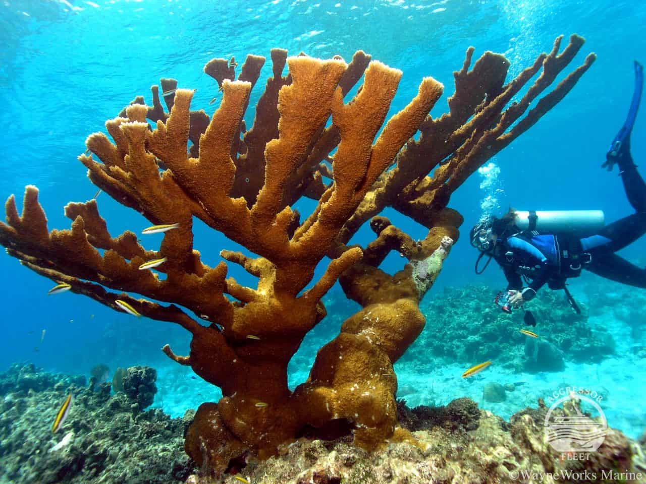 Большие кораллы