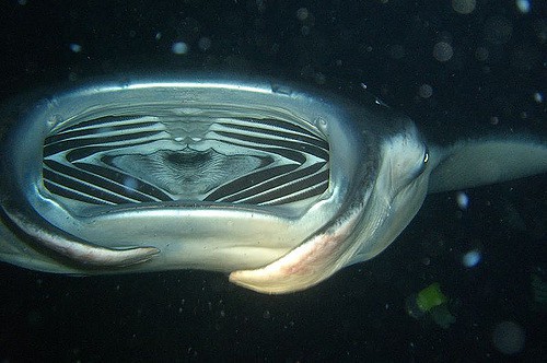 Manta ray kona hawaii scuba diving