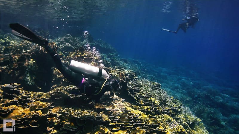 Best India Liveaboard Reviews 2020 Divezone The team is highly professional, padi. best india liveaboard reviews 2020