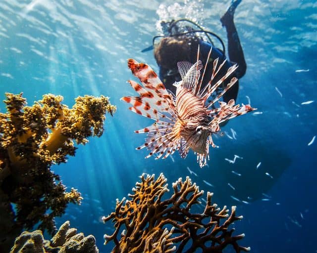 scuba diving lion fish most dangerous marine creatures