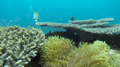 Best Diving sites in Madagascar – Scuba dive reviews by Divezone