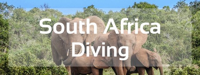 south africa scuba diving destination