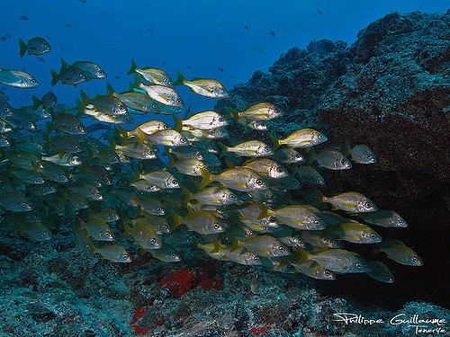 Scuba Diving Tenerife Canary Islands 